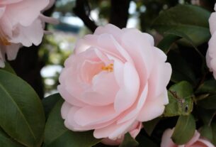 camelia