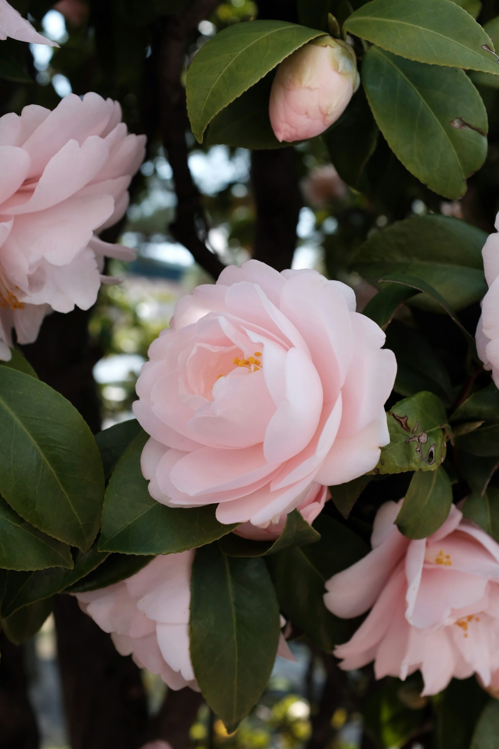 camelia