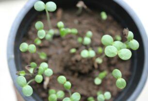 cultiver en pot