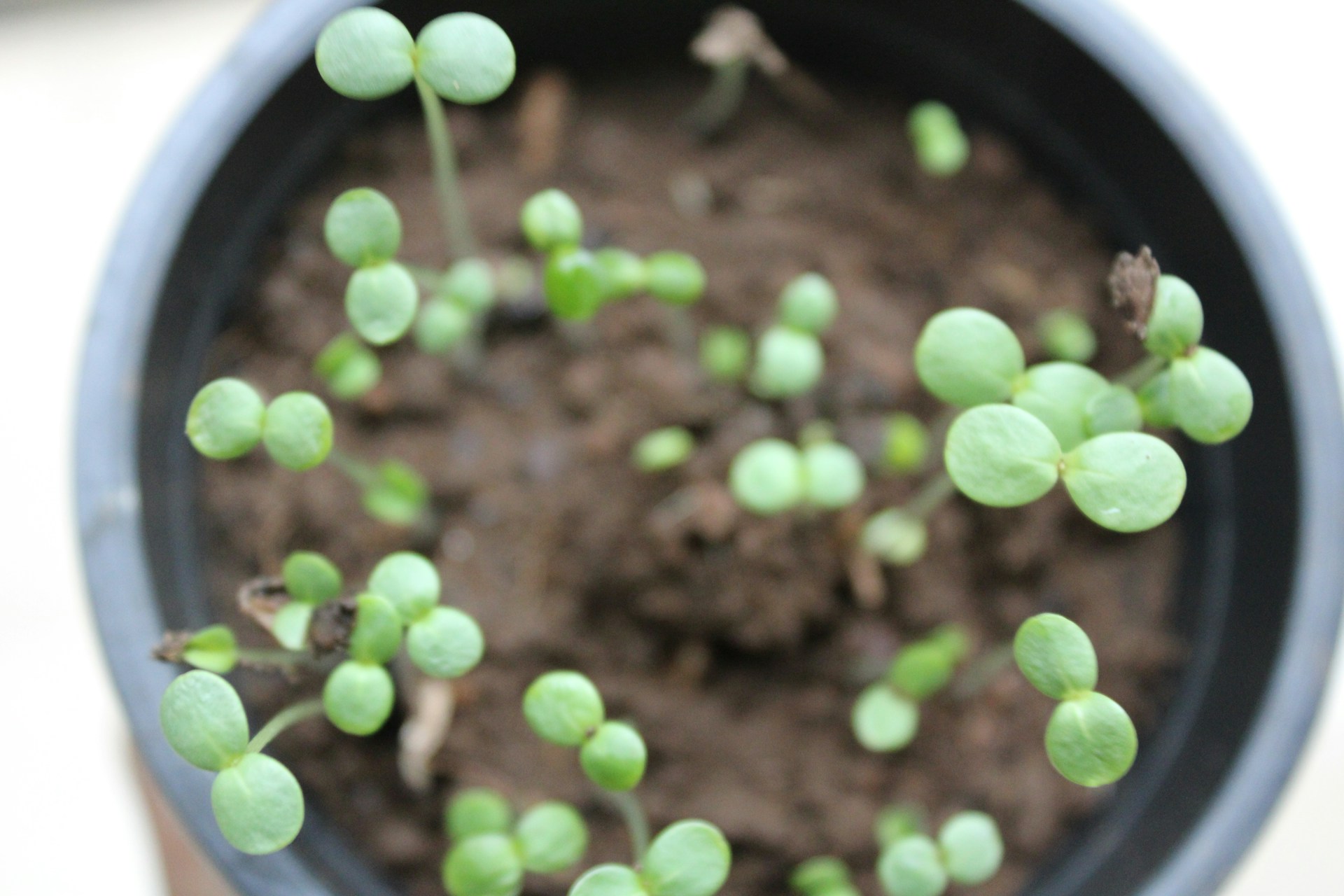cultiver en pot