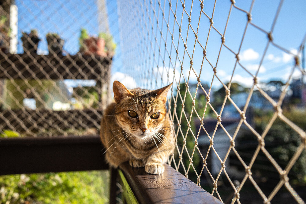filet pour balcon chat
