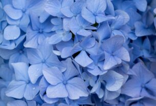 fleurs hortensia