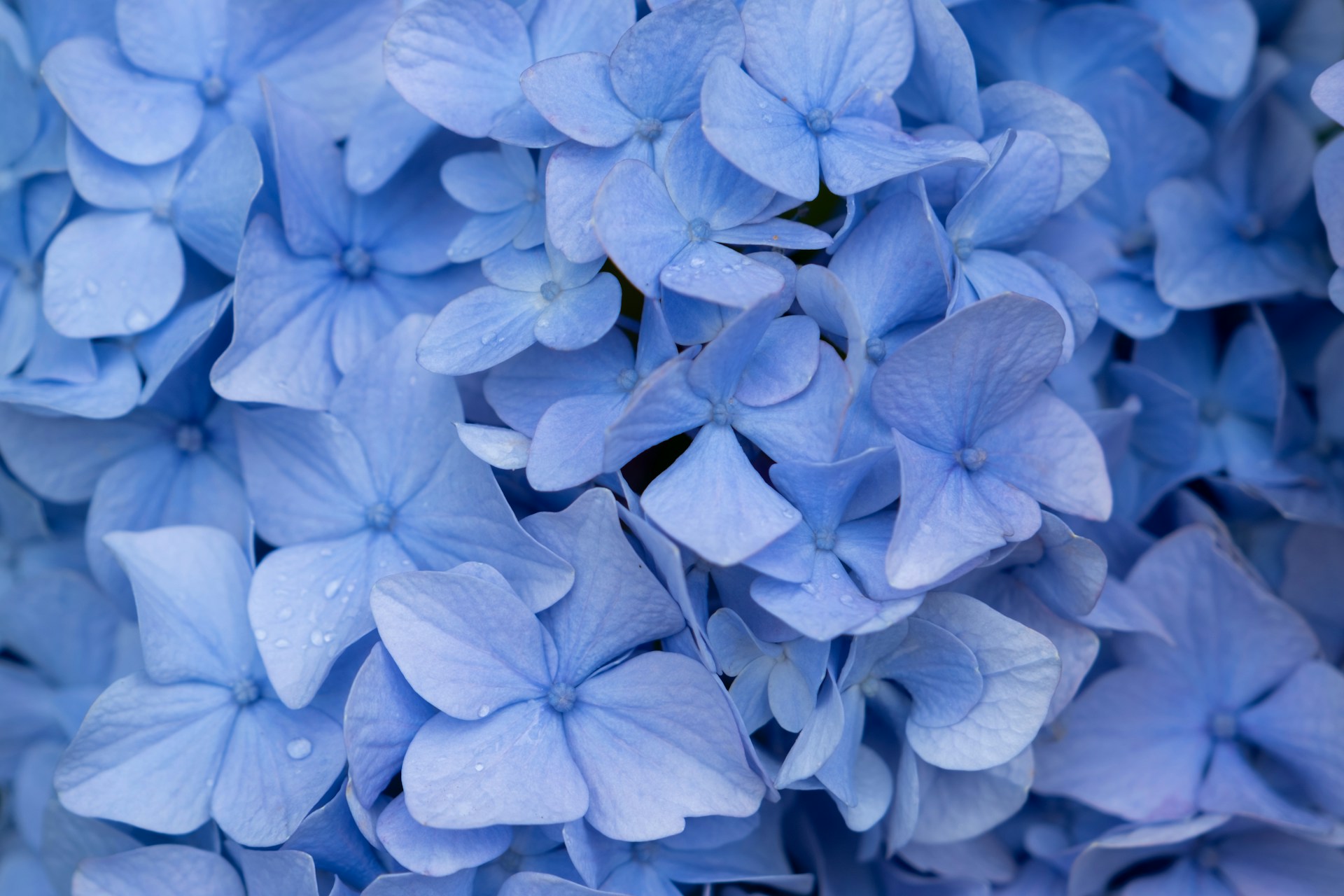 fleurs hortensia