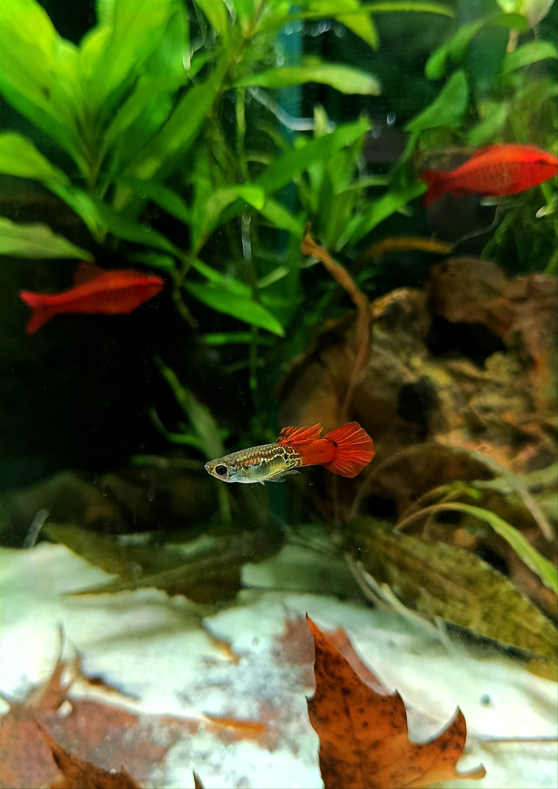 guppy