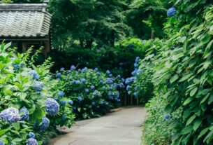 hortensias