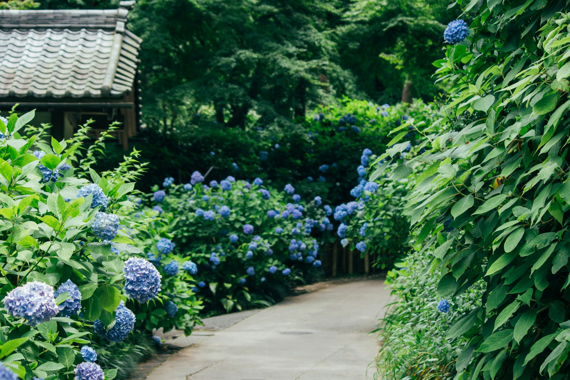 hortensias