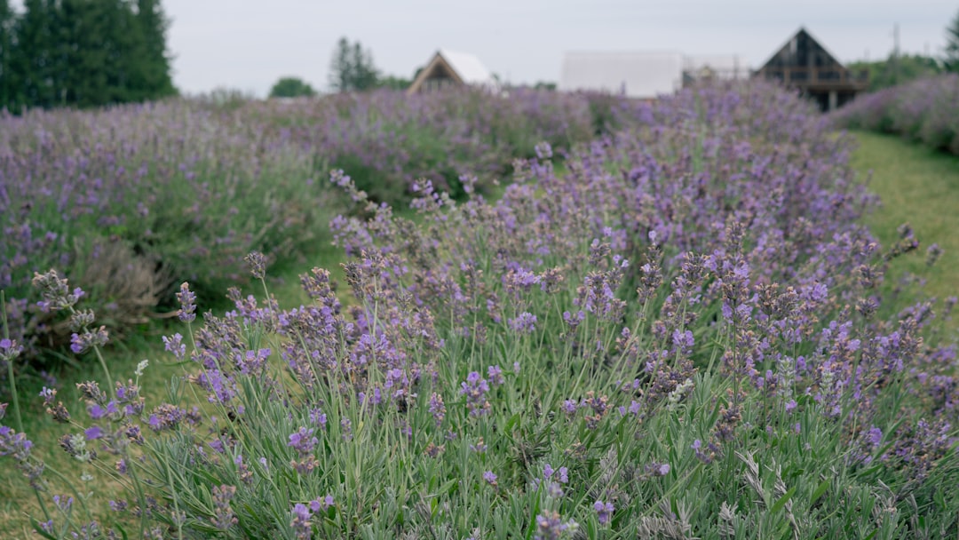 découvrez les meilleurs emplacements pour planter la lavande et assurer une croissance optimale de vos plantes aromatiques.
