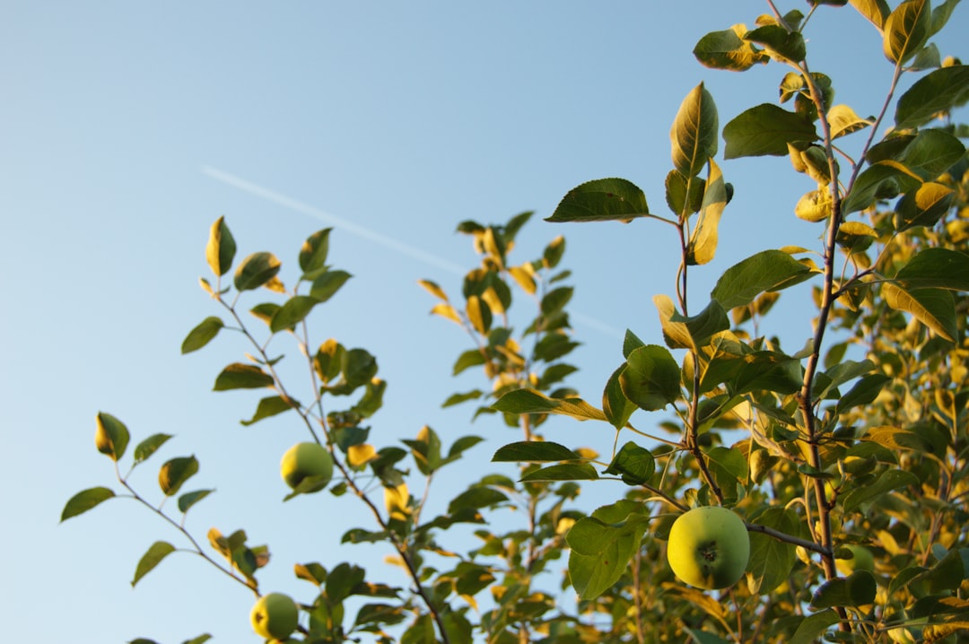 découvrez les meilleurs emplacements pour planter un citronnier afin d'assurer une croissance optimale et une récolte abondante.