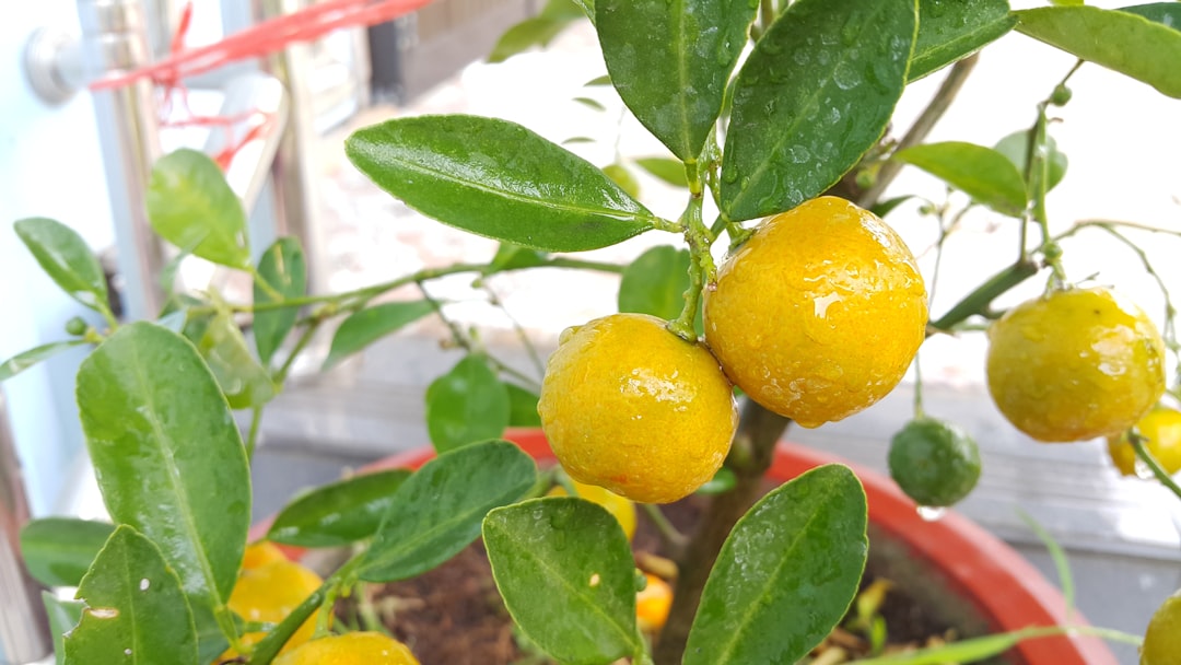 découvrez les meilleurs endroits pour planter un citronnier et garantir sa croissance optimale. conseils pratiques pour choisir l'emplacement idéal selon le climat et le sol.