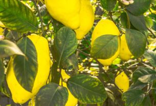 découvrez les meilleurs emplacements pour planter un citronnier afin d'assurer une croissance optimale et une fructification abondante.