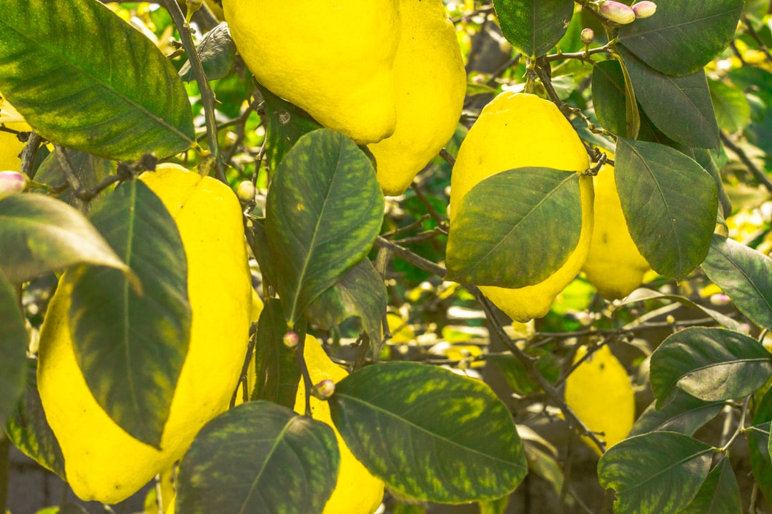 découvrez les meilleurs emplacements pour planter un citronnier afin d'assurer une croissance optimale et une fructification abondante.