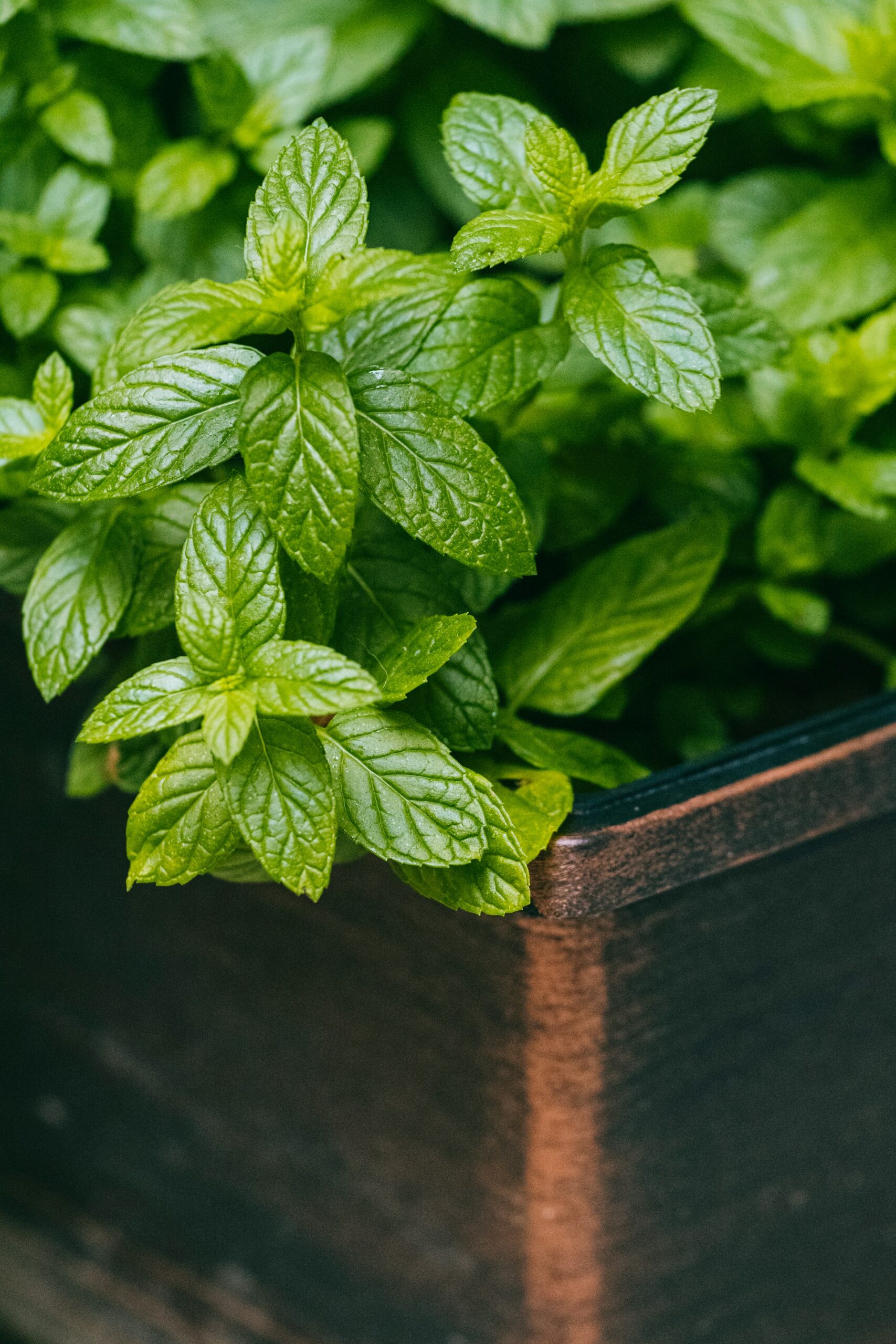 menthe