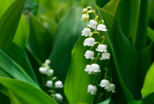 muguet