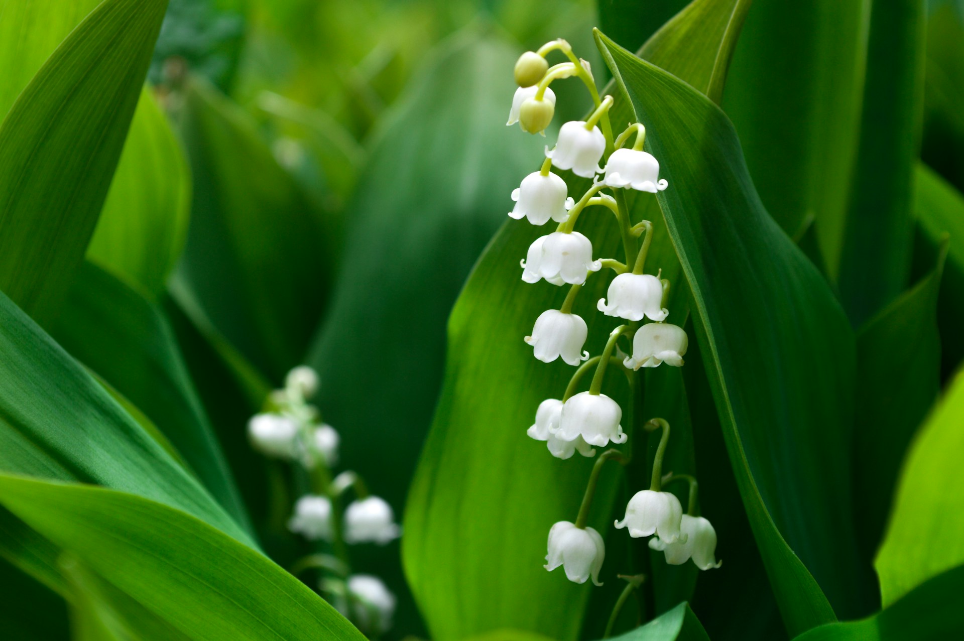 muguet