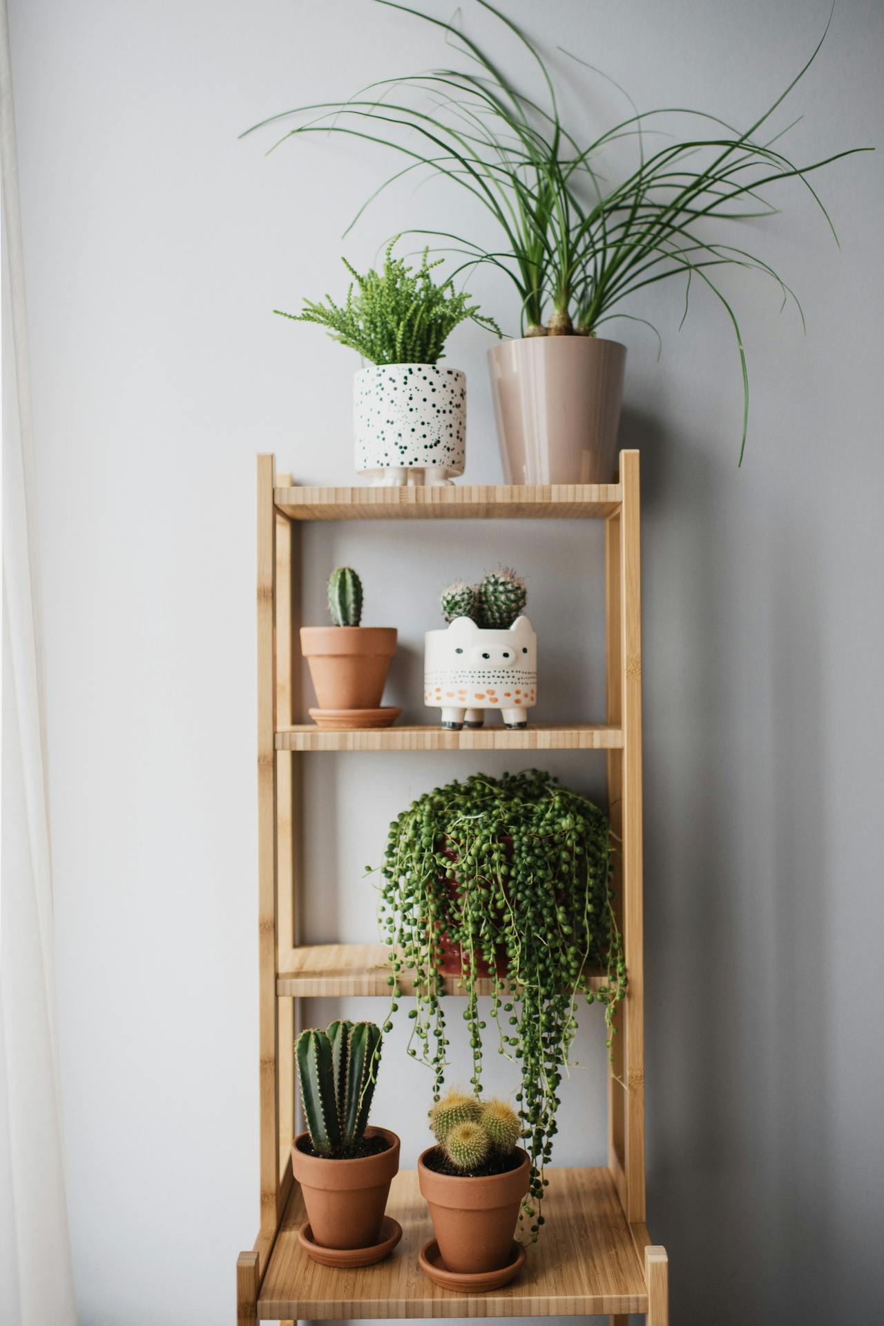 plantes vertes