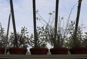 apprenez comment planter le mimosa pour embellir votre jardin avec ses fleurs parfumées et éclatantes. guide complet étape par étape pour réussir la culture du mimosa.