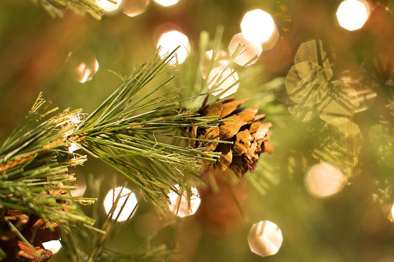 sapin de noel