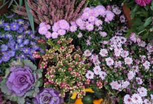 découvrez nos conseils de jardinage pour le mois de septembre afin de préparer votre jardin à l'automne et optimiser la croissance de vos plantations.