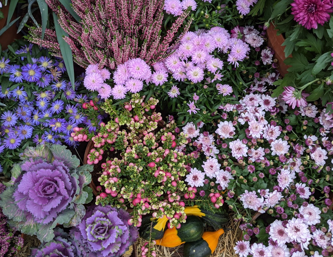 découvrez nos conseils de jardinage pour le mois de septembre afin de préparer votre jardin à l'automne et optimiser la croissance de vos plantations.