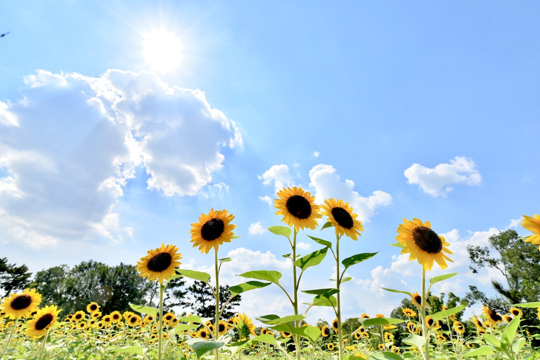 découvrez la beauté éclatante des tournesols, symboles de lumière et de bonheur, et apportez une touche solaire à votre jardin ou décoration.