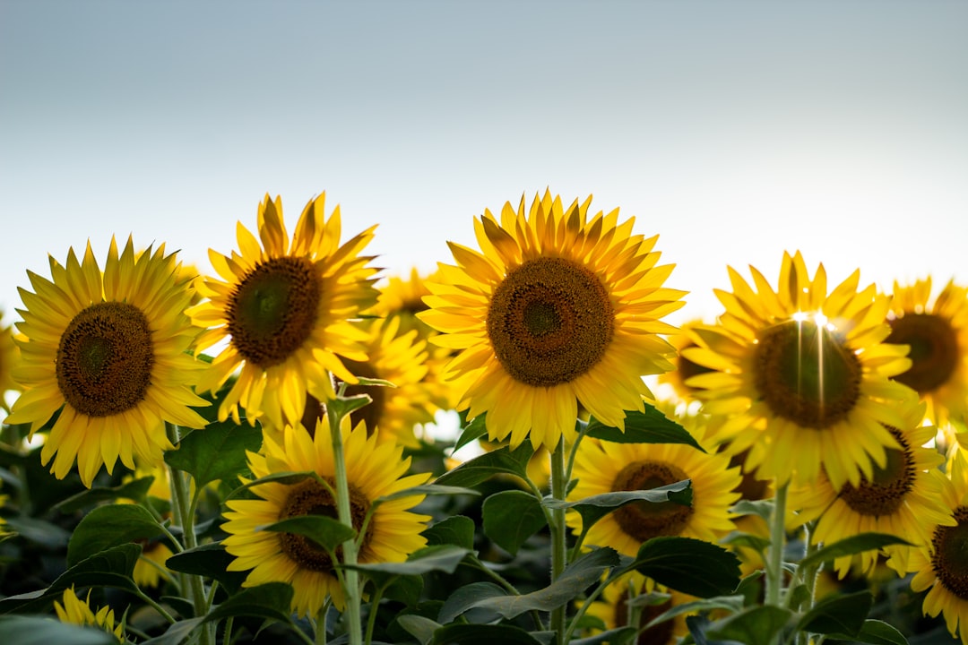 découvrez la beauté éclatante des tournesols, symboles de joie et de lumière, parfaits pour égayer vos jardins et bouquets.