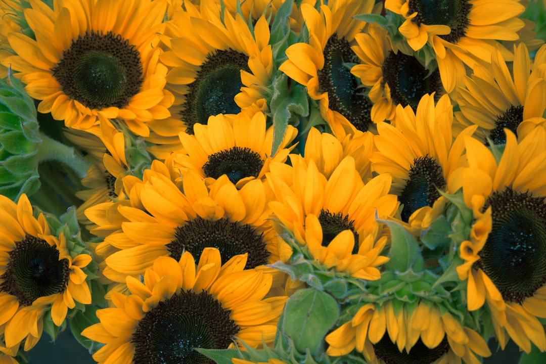 découvrez la beauté éclatante des tournesols, symboles de joie et de lumière, parfaits pour illuminer votre jardin ou votre intérieur.