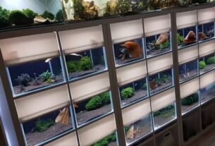 aquarium kallax