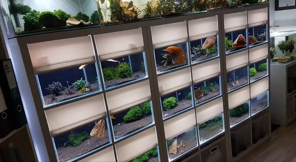 aquarium kallax