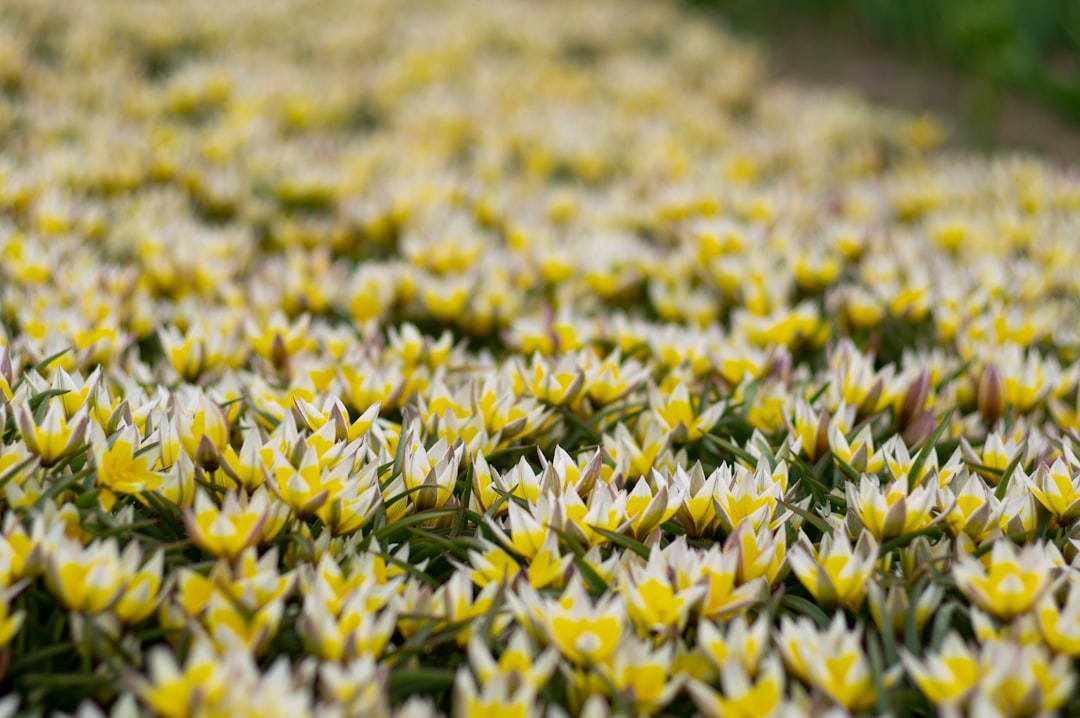 découvrez nos conseils pratiques pour la plantation des tulipes et embellissez votre jardin avec ces fleurs colorées au printemps.