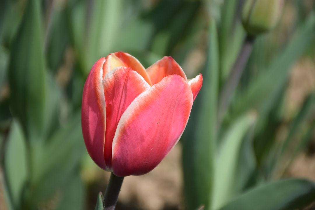 découvrez comment planter des tulipes avec nos conseils experts pour un jardin coloré et florissant au printemps.