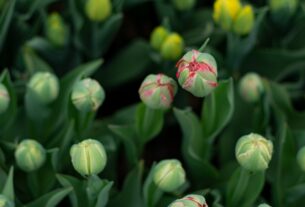 découvrez comment planter des tulipes pour un jardin coloré et éclatant. guide étape par étape pour réussir vos plantations et embellir votre espace extérieur.