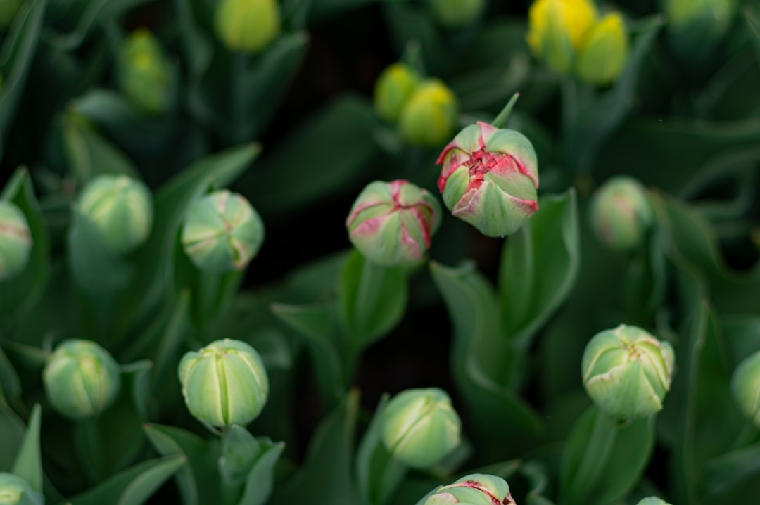 découvrez comment planter des tulipes pour un jardin coloré et éclatant. guide étape par étape pour réussir vos plantations et embellir votre espace extérieur.