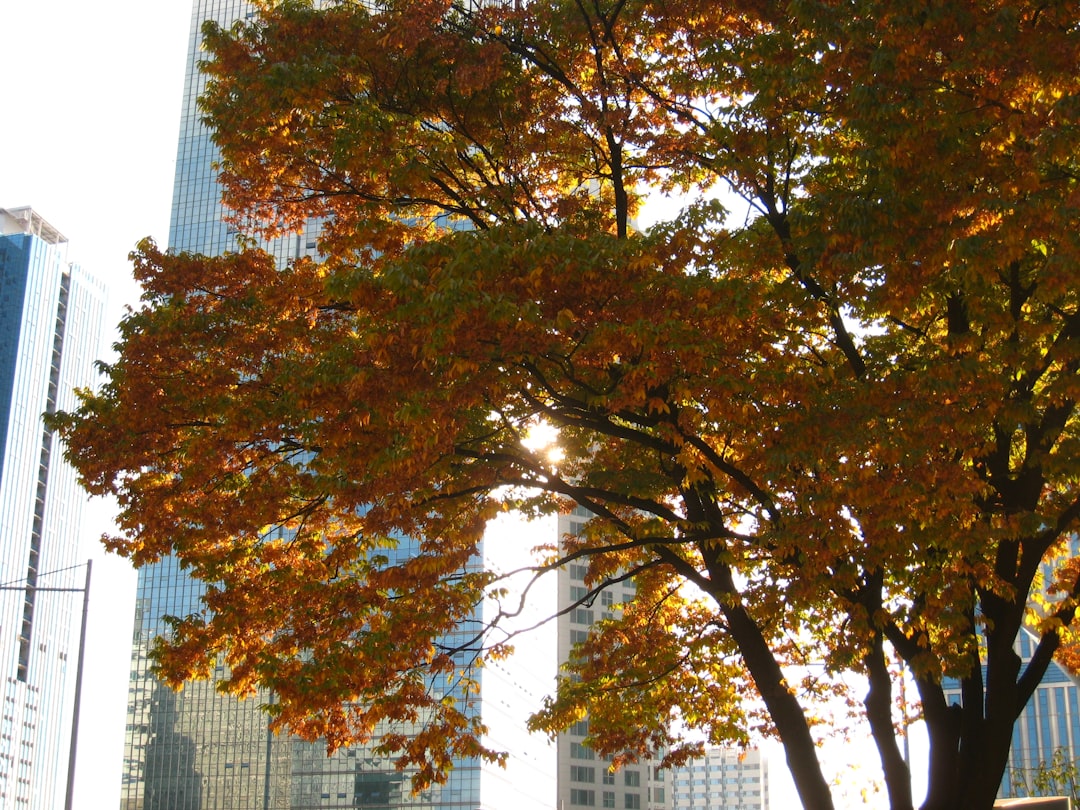 découvrez l'importance des arbres urbains pour améliorer la qualité de vie en ville, réduire la pollution et embellir les espaces publics.