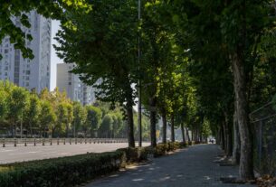 découvrez l'importance des arbres urbains pour améliorer la qualité de vie en ville, purifier l'air et offrir de l'ombre aux espaces publics.