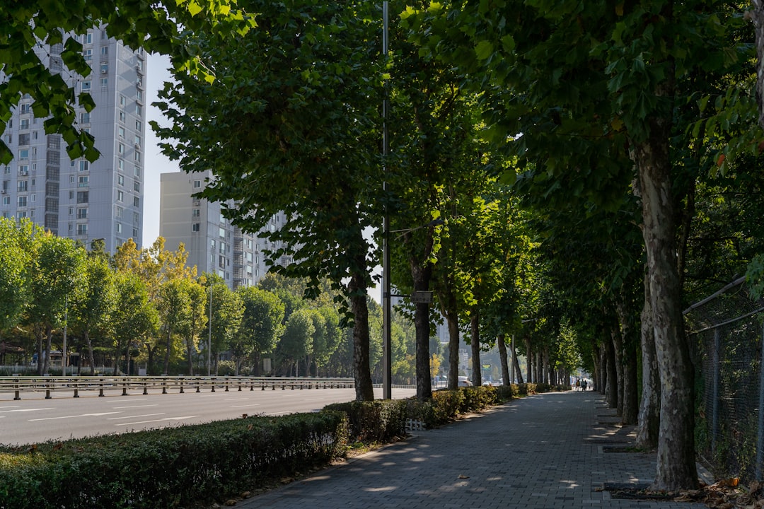 découvrez l'importance des arbres urbains pour améliorer la qualité de vie en ville, purifier l'air et offrir de l'ombre aux espaces publics.