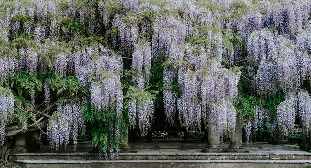 découvrez tout sur la wisteria, une plante grimpante élégante aux grappes de fleurs parfumées violettes ou blanches. conseils de culture, entretien et idées déco pour sublimer votre jardin.