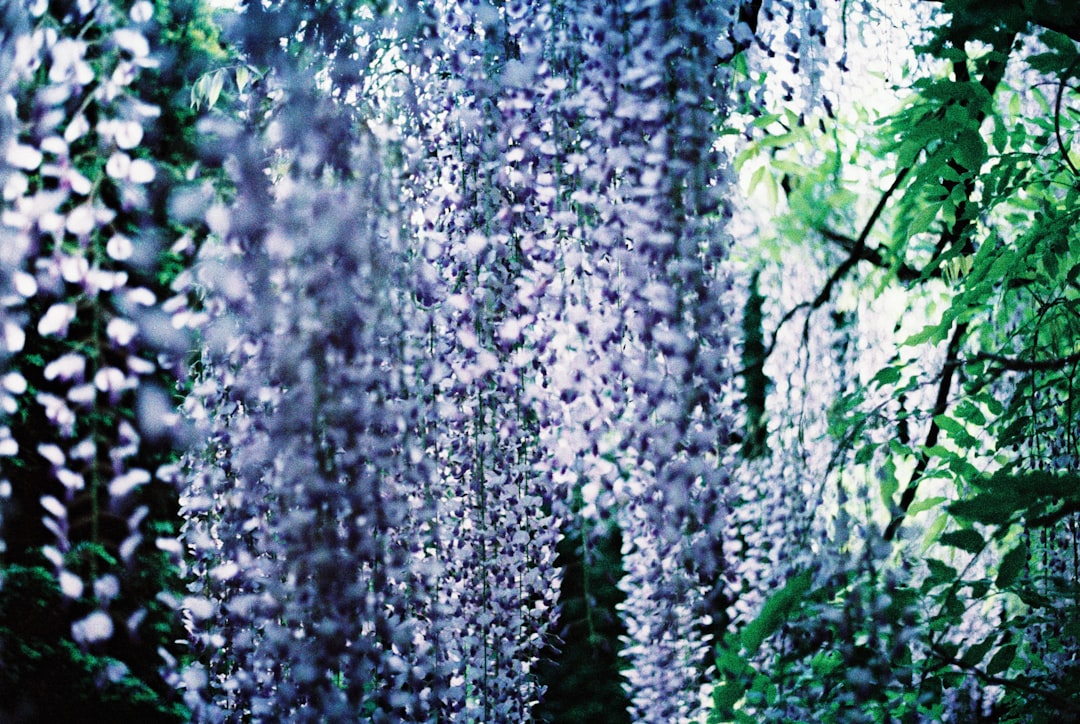 découvrez tout sur la glycine (wisteria) : une plante grimpante aux magnifiques grappes de fleurs violettes ou blanches, idéale pour embellir jardins et pergolas. conseils de plantation, d'entretien et variétés.