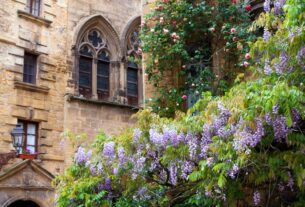 découvrez la wisteria, une plante grimpante spectaculaire aux fleurs violettes parfumées, idéale pour embellir jardins, pergolas et façades. conseils d'entretien et d'utilisation pour une floraison exceptionnelle.