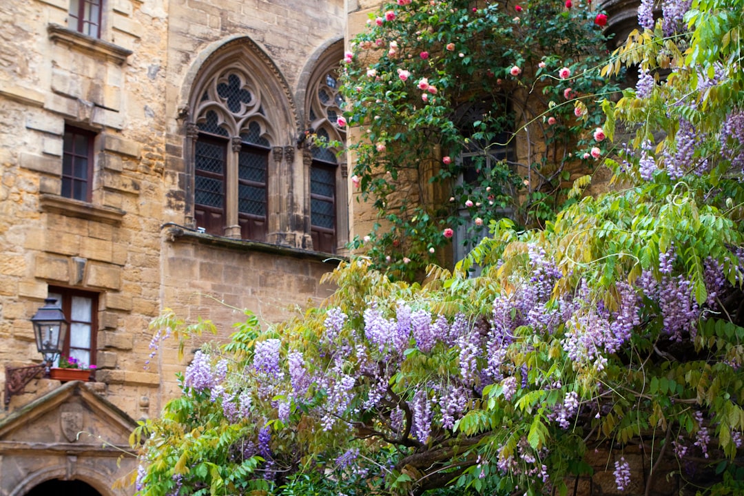 découvrez la wisteria, une plante grimpante spectaculaire aux fleurs violettes parfumées, idéale pour embellir jardins, pergolas et façades. conseils d'entretien et d'utilisation pour une floraison exceptionnelle.